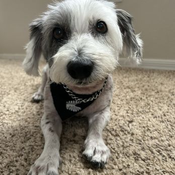 Pin Up Pets - Pet Groomers Near Me - Chandler, Arizona Pin Up Pets - Pet Groomers Near Me - Chandler, Arizona