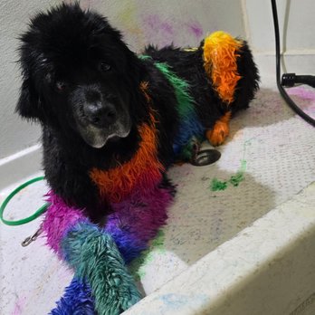 Lucky Dog Grooming - Pet Groomers Near Me - Denver, Colorado Lucky Dog Grooming - Pet Groomers Near Me - Denver, Colorado