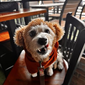 Star Bar - Ewok. May the 4th be with you. - Bars Near Me - Austin, Texas Star Bar - Ewok. May the 4th be with you. - Bars Near Me - Austin, Texas