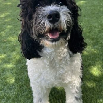 K-9 Specialist - Pet Training Near Me