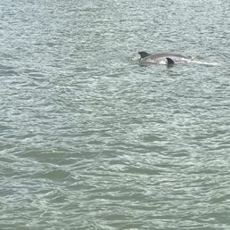 Dolphin mother & juvenile Dolphin mother & juvenile