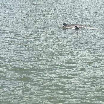 Captain Mark's Dolphin Cruise - Dolphin mother & juvenile - Whale Watching Tours Near Me - Hilton Head Island, South Carolina Captain Mark's Dolphin Cruise - Dolphin mother & juvenile - Whale Watching Tours Near Me - Hilton Head Island, South Carolina