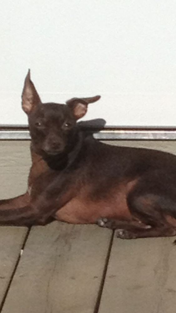 GROOMINGTAILS PET SPA Updated September 2024 14 Reviews 245 Inverness Park SE, Calgary