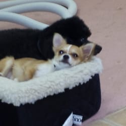 Doggie Delights