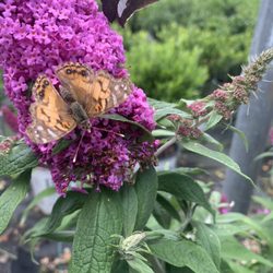 Cold Creek Nurseries - A couple butterflies on a butterfly bush