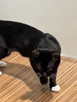 HONOR ANIMAL RESCUE - Updated January 2025 - 20 Photos & 40 Reviews