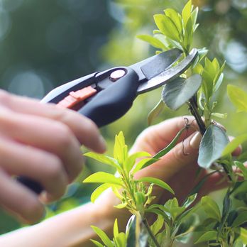 Frank's Lawn & Tree Service - a person cutting a plant - Landscaping Near Me - Miami, Florida Frank's Lawn & Tree Service - a person cutting a plant - Landscaping Near Me - Miami, Florida