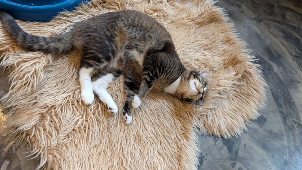 Seattle Meowtropolitan by null
