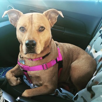 K9 Turbo Training - Pet Training Near Me - Ferndale, Michigan