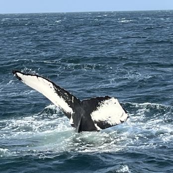 Hyannis Whale Watcher Cruises - Whale Watching Tours Near Me - Barnstable, Massachusetts Hyannis Whale Watcher Cruises - Whale Watching Tours Near Me - Barnstable, Massachusetts