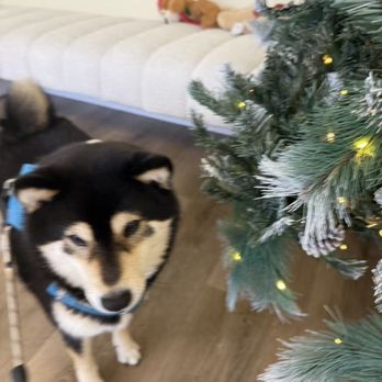 Good Cat Good Dog - Dog boarding - Pet Boarding Near Me - Walnut, California Good Cat Good Dog - Dog boarding - Pet Boarding Near Me - Walnut, California