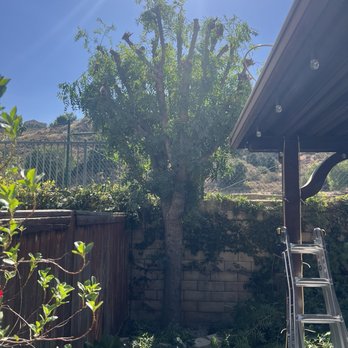 WildStellar Tree Services - Back yard tree post top and trim. - Tree Services Near Me WildStellar Tree Services - Back yard tree post top and trim. - Tree Services Near Me