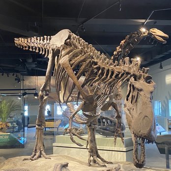 Field Museum - Museums Near Me - Chicago, Illinois Field Museum - Museums Near Me - Chicago, Illinois