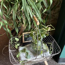 The Grün Hexe Kitchen & Catering - Free plant cuttings