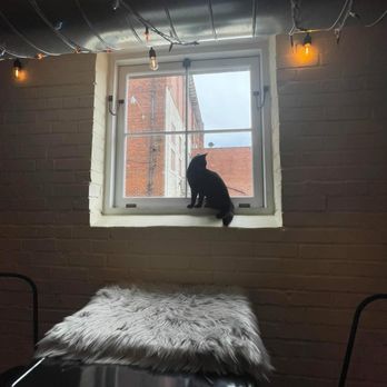 Mac Tabby Cat Cafe - Coffee & Tea Near Me - Concord, North Carolina Mac Tabby Cat Cafe - Coffee & Tea Near Me - Concord, North Carolina