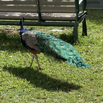 Honolulu Zoo - Peacock roaming - Zoos Near Me - Honolulu, Hawaii