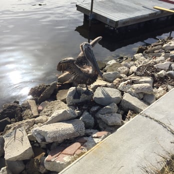 Shell Point Marina - Pelican - Boating Near Me - Ruskin, Florida
