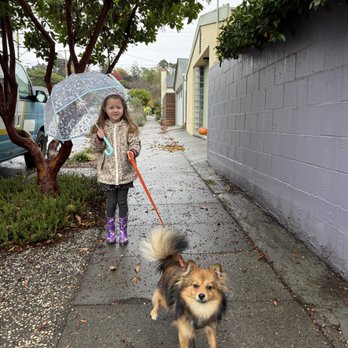 Pack Leader Dog Training - Hazel with my daughter on a walk. - Pet Training Near Me Pack Leader Dog Training - Hazel with my daughter on a walk. - Pet Training Near Me