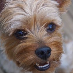 Nanhall Pet Spa - Chewy