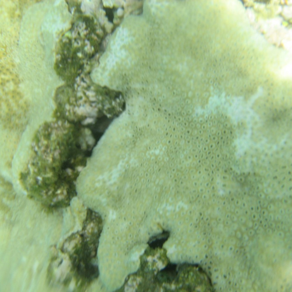 Tunnels Beach - Funky neon coral action! - Beaches Near Me Tunnels Beach - Funky neon coral action! - Beaches Near Me