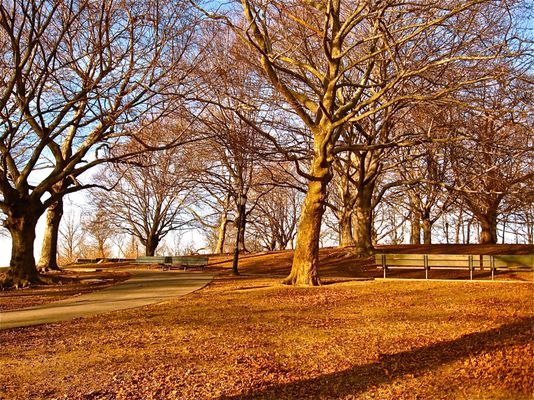 Owl's Head Park by null