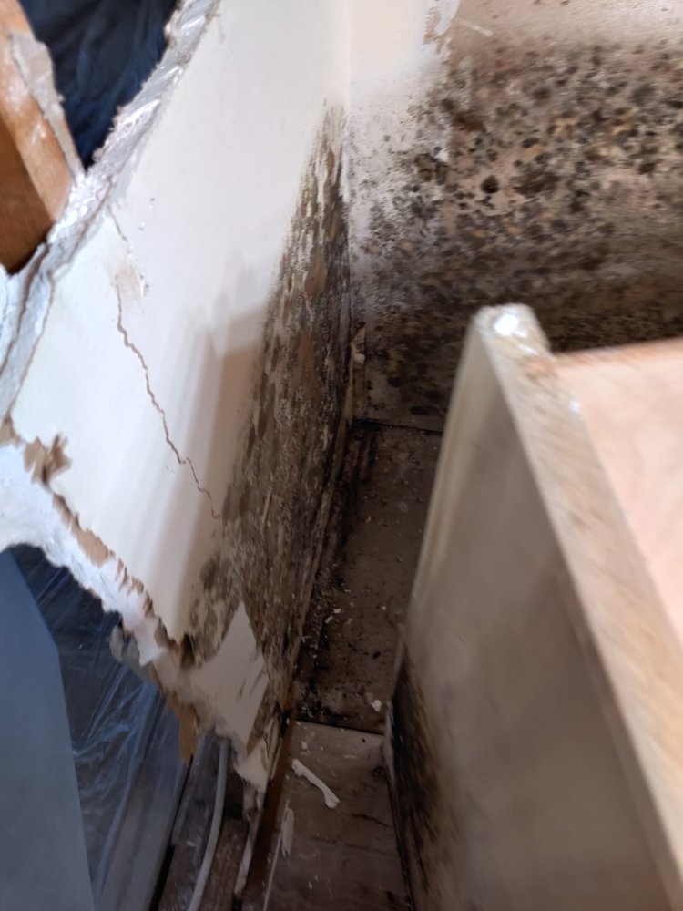 USA Construction & Mold Remediation Service - mold inspector in Tampa, FL