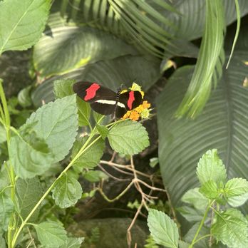 Niagara Parks Butterfly Conservatory - Butterfly conservatory - Zoos Near Me - Niagara Falls, Ontario