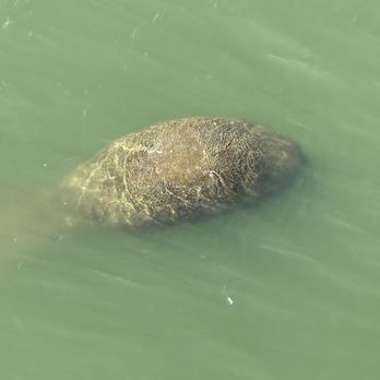 Manatee Viewing Center - Zoos Near Me - Apollo Beach, Florida