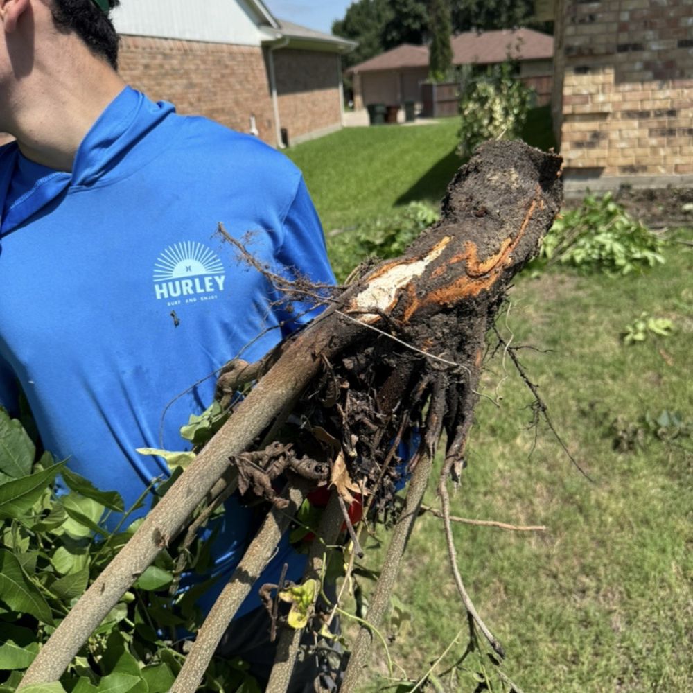 RC Landscape - Weed root - Landscaping Near Me - Allen, Texas RC Landscape - Weed root - Landscaping Near Me - Allen, Texas