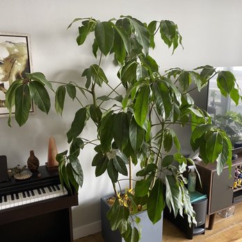 Raúl Retail - CURRENT photo of Schefflera. Alive but struggling a bit.. Any advice from actual plant experts would be helpful! -- August 6th, 2020 - Florists Near Me - New York, New York Raúl Retail - CURRENT photo of Schefflera. Alive but struggling a bit.. Any advice from actual plant experts would be helpful! -- August 6th, 2020 - Florists Near Me - New York, New York