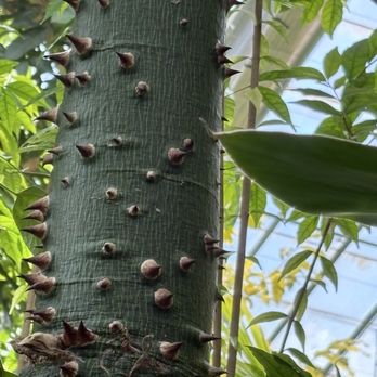 Matthaei Botanical Gardens - this was a very unusual bark on a tree.... - Botanical Gardens Near Me - Ann Arbor, Michigan