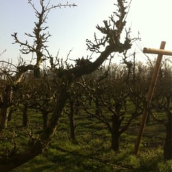De Olmenhorst - De appelboom in maart