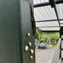 During the tour, we experienced the dry deck, where they dry out the coffee beans.  This little guy seemed to be enjoying the beans.