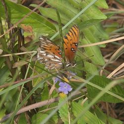 Kuaokala Trail - A butterfly found on a flower