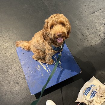 Zoom Room Dog Training - Flynn learning 'table' during agility class - Pet Training Near Me - Sherman Oaks, California Zoom Room Dog Training - Flynn learning 'table' during agility class - Pet Training Near Me - Sherman Oaks, California