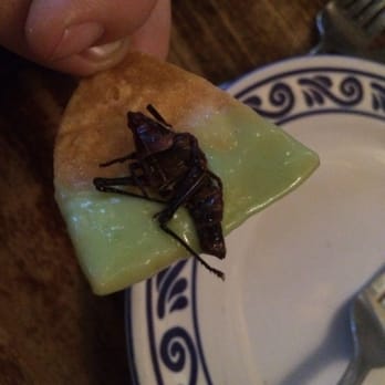 Mezcal - Crickets!!! Actually pretty tasty and just a little crispy - Mexican Near Me - San Jose, California Mezcal - Crickets!!! Actually pretty tasty and just a little crispy - Mexican Near Me - San Jose, California