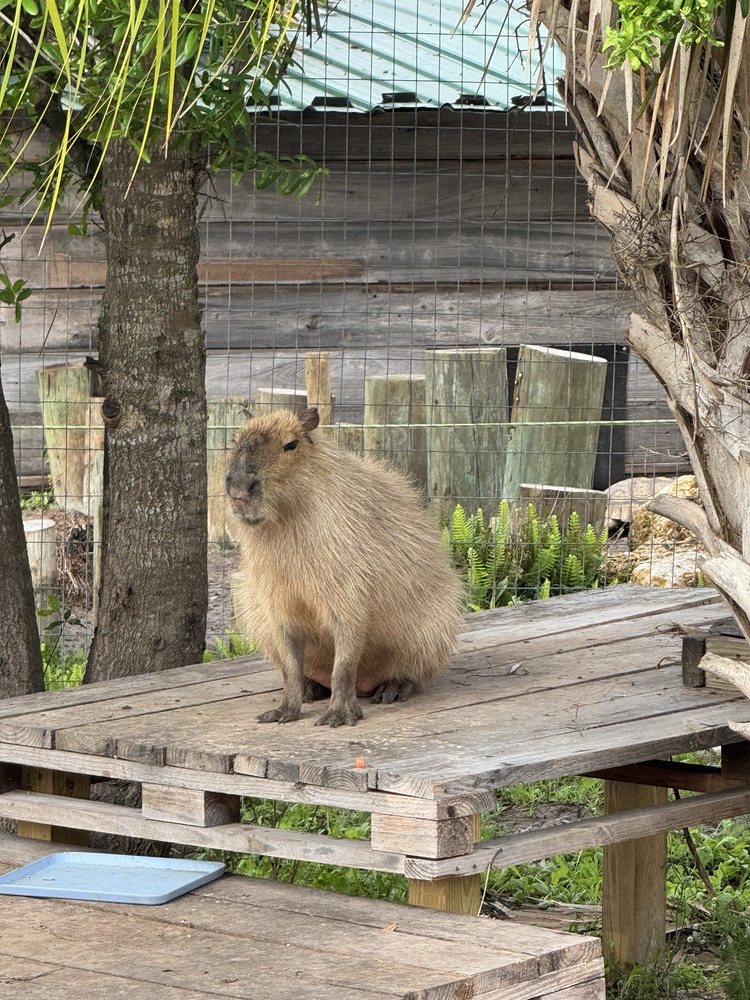 Jungle Doria's Wildlife Park Logo