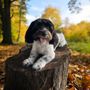 Photo of Bogie's Discount Pet Food & Supplies