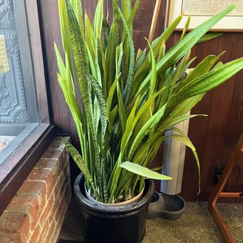 Tellus Coffee - Huge snake plant - Coffee Roasteries Near Me - Walnut Creek, California