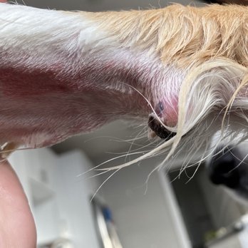 Wrigleyville Veterinary Center - Paw pad could be peeled all the way back, was bleeding, not pictured for obvious reasons. Leg was inflamed and shaved to the bone. - Veterinarians Near Me - Chicago, Illinois Wrigleyville Veterinary Center - Paw pad could be peeled all the way back, was bleeding, not pictured for obvious reasons. Leg was inflamed and shaved to the bone. - Veterinarians Near Me - Chicago, Illinois