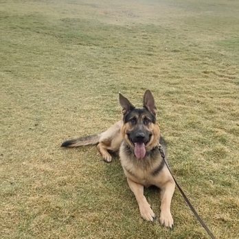 Adrastos Dog Training - Pet Training Near Me - Riverside, California Adrastos Dog Training - Pet Training Near Me - Riverside, California