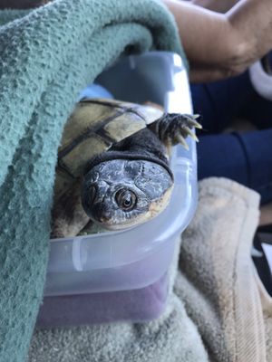 evergreen avian and exotic