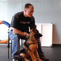 Zoom Room Dog Training - Look at that focus and training!