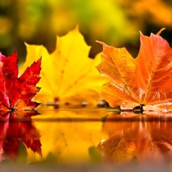Albany Hypnosis Center - Hypnosis supports positive changes in your life.