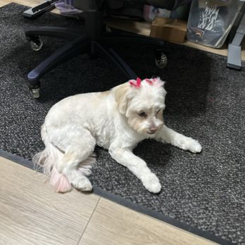 Wow Doggy Pet Salon - Pet Groomers Near Me - Gardena, California