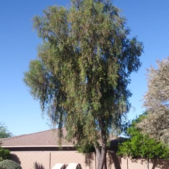 Innovation Tree Care - Acacia tree before - Tree Services Near Me Innovation Tree Care - Acacia tree before - Tree Services Near Me