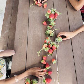 The Berry Farms - Freshly picked strawberries - Farms Near Me - Miami, Florida The Berry Farms - Freshly picked strawberries - Farms Near Me - Miami, Florida