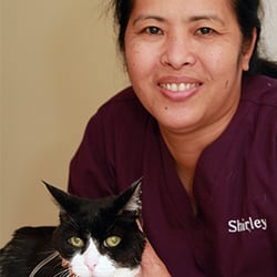 Hingham Animal Clinic - We see cats!