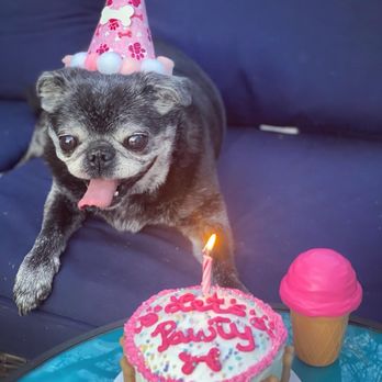 Paws and the Palette - Birthday cake, hat, and the ice cream cone is a treat holder all from this pet shop! My pup, is one happy girl! She loved the cake! - Pet Stores Near Me - Sacramento, California