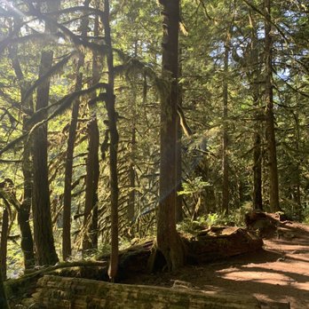 Old Salmon River Trail - Old Salmon River Trail. - Hiking Near Me - Clackamas, Oregon